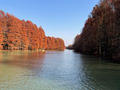 -上海海湾国家森林公园