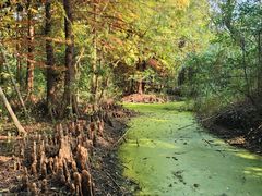 -溱湖国家湿地公园