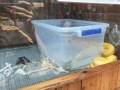 -上海大自然野生昆虫馆(东方明珠·爬宠昆虫探索中心)