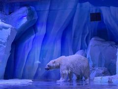 -上海海昌海洋公园-冰山北极馆