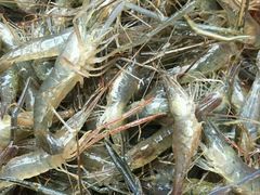 -乡乐园蟹庄·阳澄湖农家乐