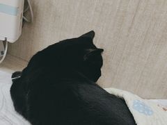 -北京观赏动物医院·24小时大型综合·猫专科·异宠专科