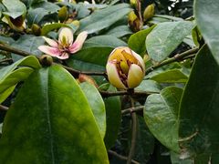 -国家植物园南园