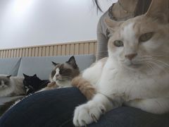 -鼓捣猫呢主题猫咖店