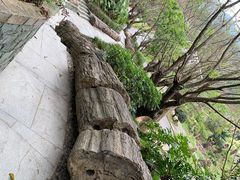 -深圳仙湖植物园