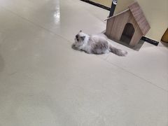 -藏猫猫咖啡主题馆(中央大道店)