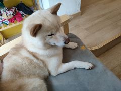 -南京Hallo宠物乐园·哈罗犬舍·柴犬繁育基地