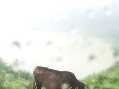 -大姆山草场