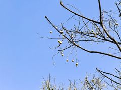 -阿男野栗王(金门路店)