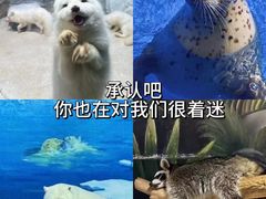 -海合安天津极地海洋公园