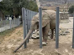 -新疆天山野生动物园