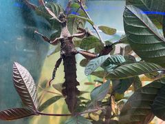 -上海大自然野生昆虫馆(东方明珠·爬宠昆虫探索中心)