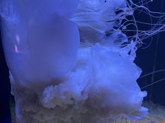 -欢乐海岸海洋奇梦馆
