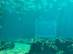 -海棠湾洲际-涛·海底餐厅·美人鱼·自助餐·海底隧道