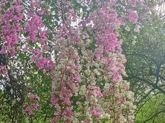 -深圳国际园林花卉博览园