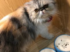 -屋虎猫馆(宝安大仟里店)