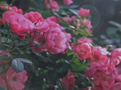 -Le Siècle.百年西餐厅(颐和公馆店)