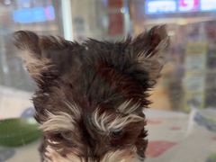 -翊宠yipet猫狗购宠庄园犬舍•猫舍