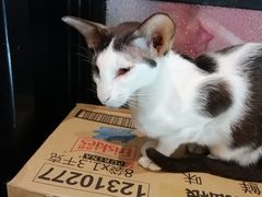 -猫色咖啡·猫咖