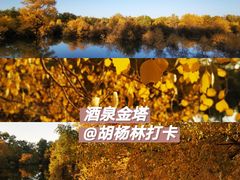 -金塔沙漠胡杨林景区