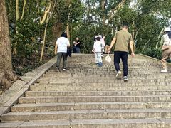 -上海佘山国家森林公园天马山园