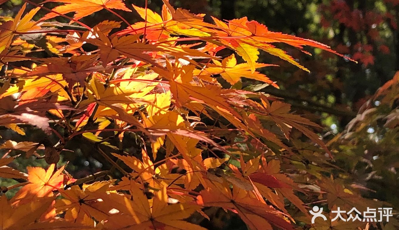 城市裡的燦爛秋色