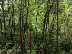 -都江堰中华大熊猫苑
