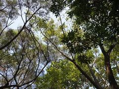 -金鸡山公园