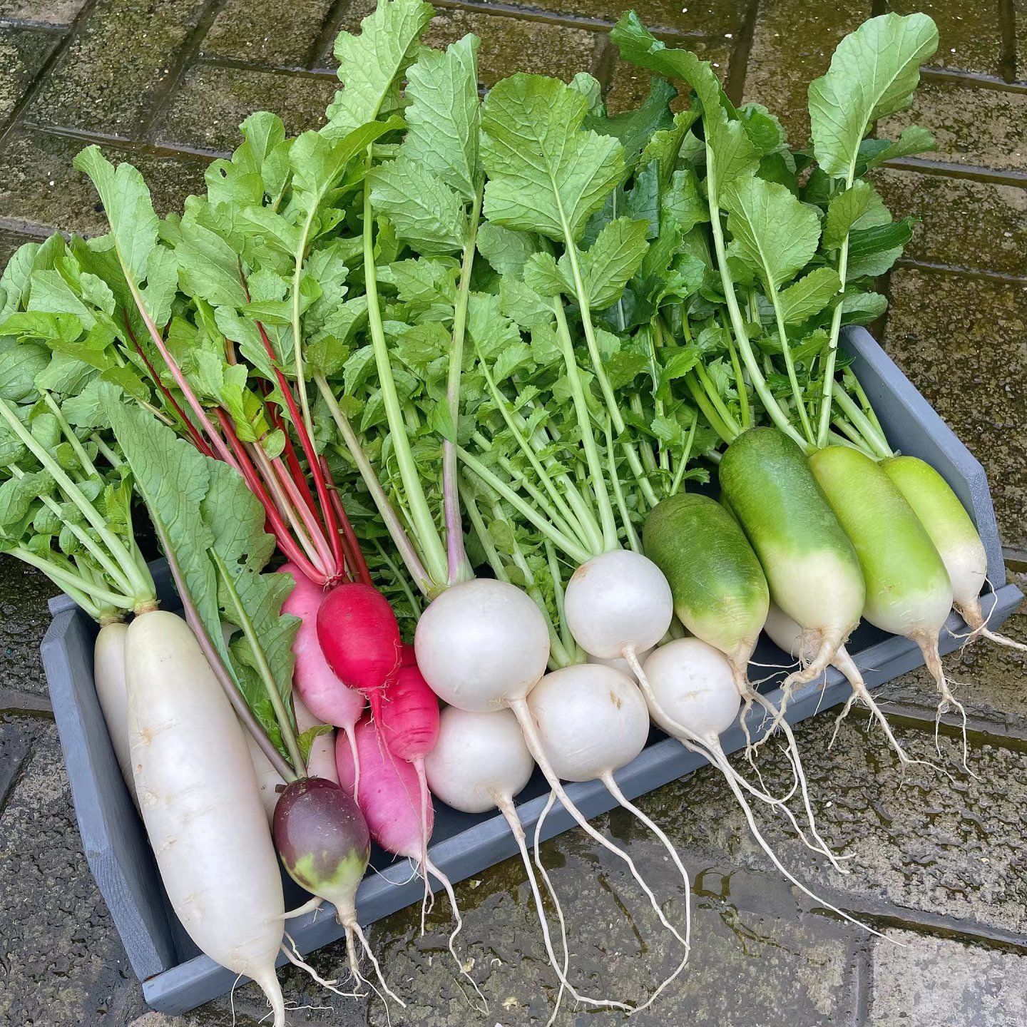 春天的蔬菜买起来