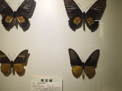 -上海大自然野生昆虫馆