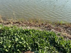 -甜心庄园·甜心草莓采摘园(西青中北店)