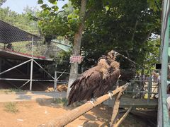 -西霞口神雕山野生动物世界