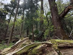 -天目山大树王景区