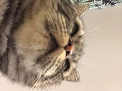 -平行世界·猫咖(首经贸店)