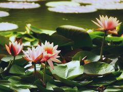 -国家植物园南园