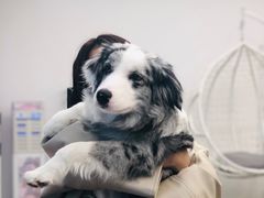 -浣熊柯尔鸭土拨鼠·电玩咖