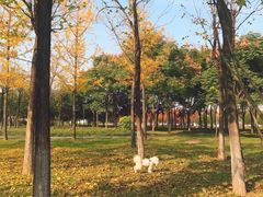 -洨河生态公园