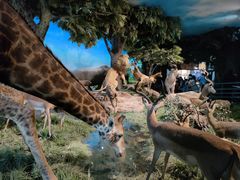 -国家自然博物馆