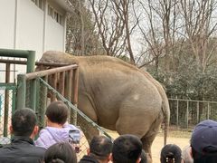 -合肥野生动物园