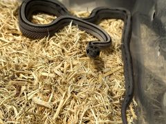 -酷以爬仙阁实体爬宠店·守宫·蜥蜴·专业繁育