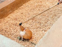 -Zoolung Zoolung动物主题公园(海信广场店)