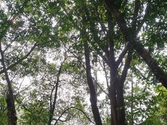 -南山植物园
