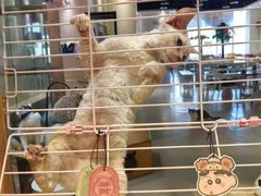 -藏猫猫咖啡主题馆(中央大道店)