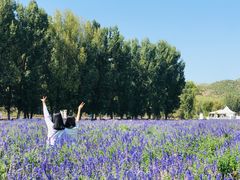 -紫海香堤香草艺术庄园