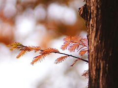 -白鹭湾湿地公园