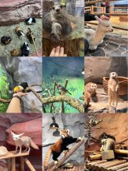 -Zoolung Zoolung动物主题公园(海信广场店)