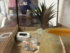 -酷以爬仙阁实体爬宠店·守宫·蜥蜴·专业繁育