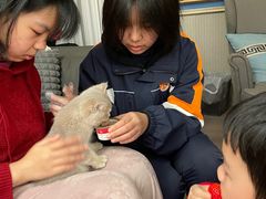 -东方名猫馆·英短金渐层布偶猫舍(环线广场1号楼店)