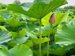 -荷塘月色湿地公园·向阳花洲