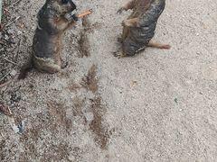 -泉州海丝野生动物世界